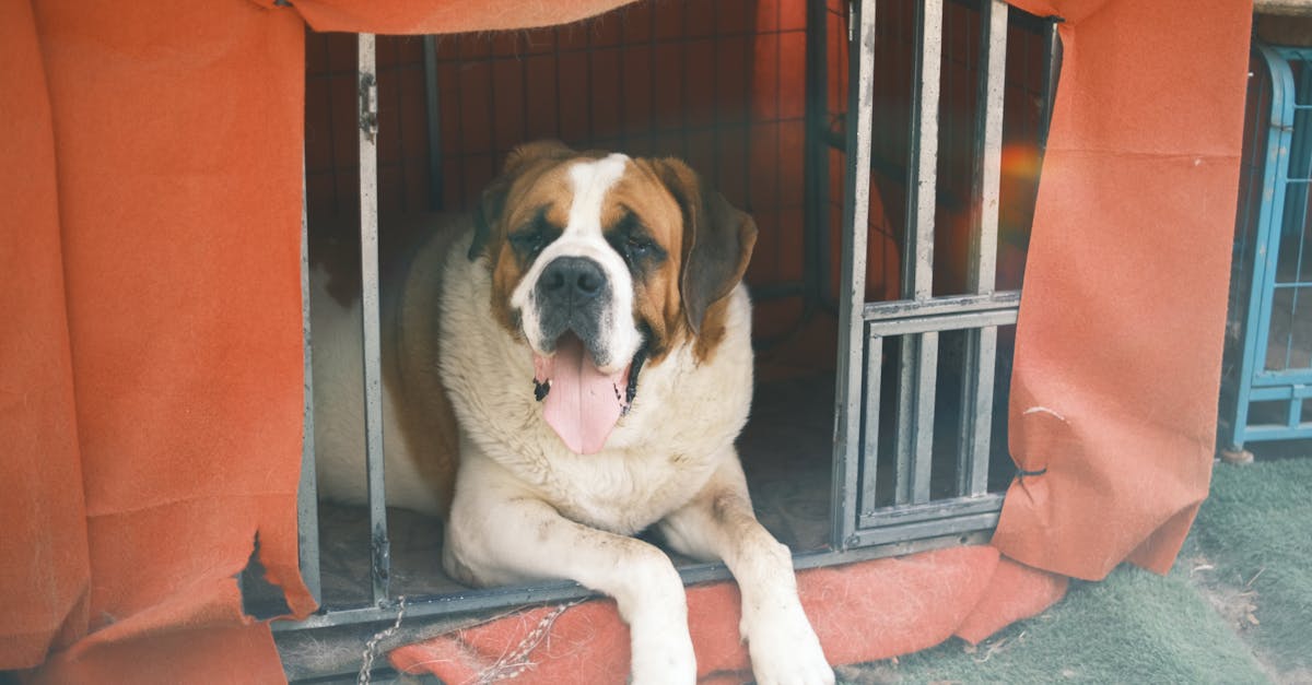 Dlaczego Saint Bernard to najlepszy pies ratunkowy?