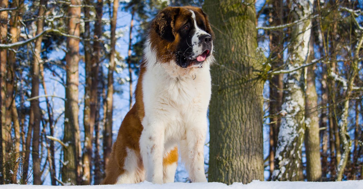 Dlaczego Saint Bernard to najlepszy pies ratunkowy?