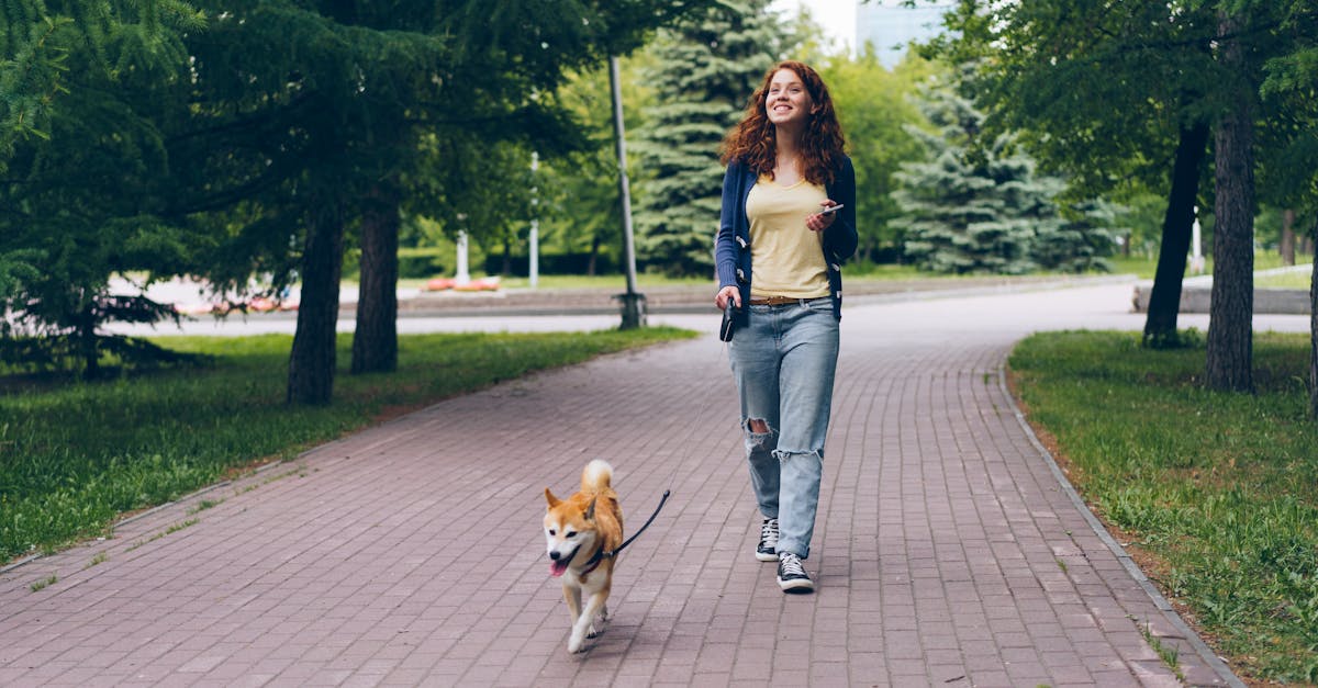 Jakiej rasy był Hachi i co czyni film tak popularnym?