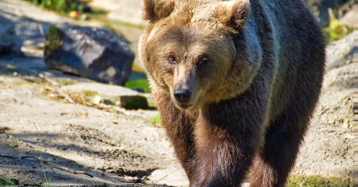 Który niedźwiedź jest większy: Kodiak czy Grizzly?