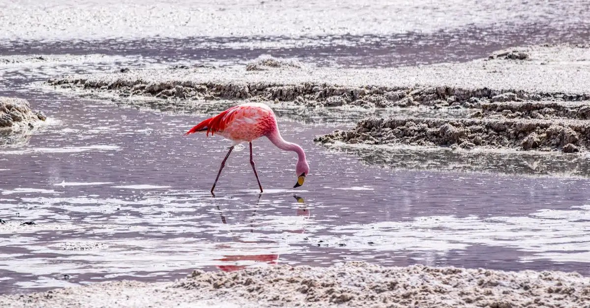 Co czyni jeziora Laguna Colorada w Boliwii tak wyjątkowymi?