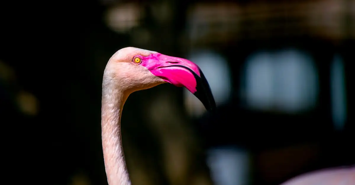 Dlaczego flamingo ma różowy kolor? Odkryj przyczyny!
