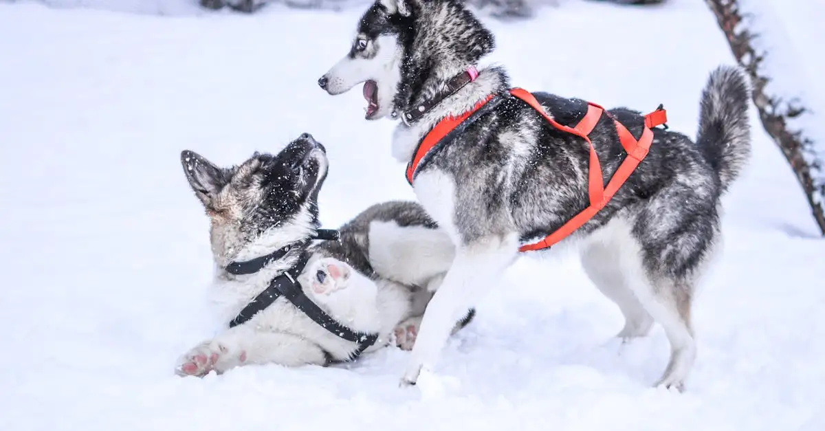 Jak husky radzą sobie w zimnym klimacie?
