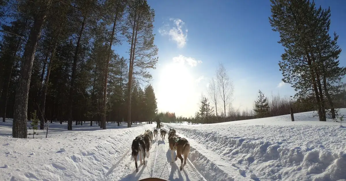 Jak husky radzą sobie w zimnym klimacie?