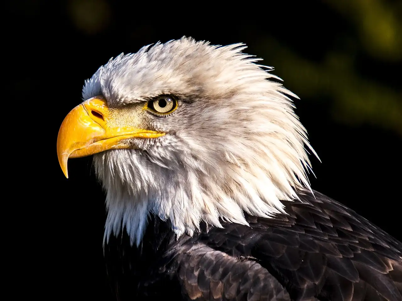 Jak zespół Eagles napisał Hotel California?