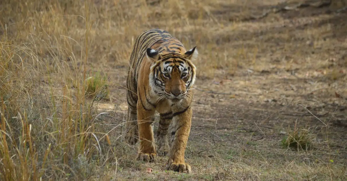 Co czyni Park Narodowy Ranthambore idealnym dla tygrysów?