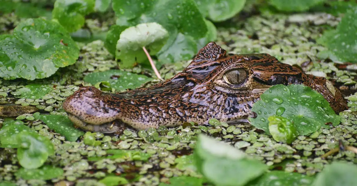 Co można zobaczyć w deszczowych lasach Tortuguero?