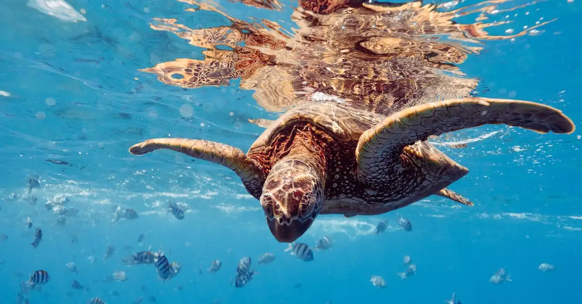 Dlaczego warto wybrać snorkeling w Ningaloo Reef?