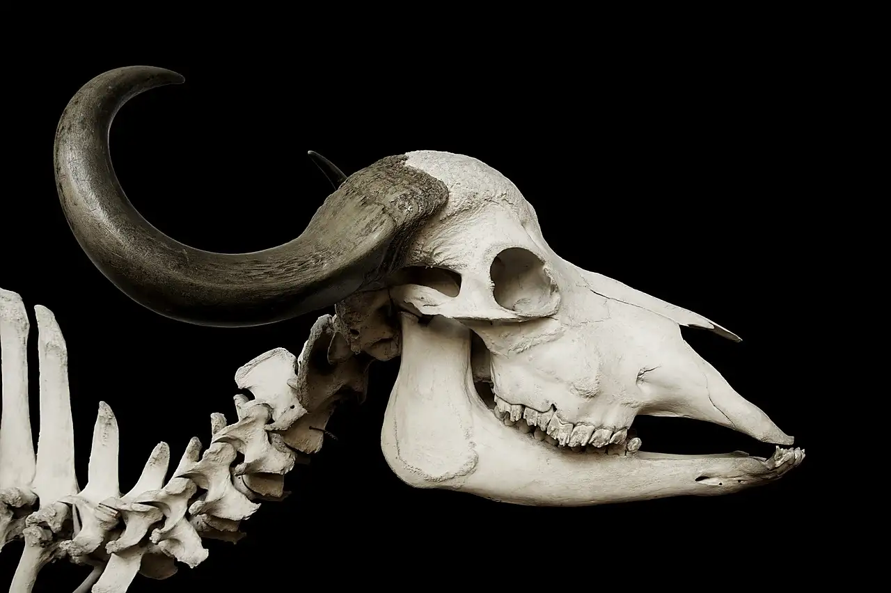 Jak skeleton zdobył miejsce na Zimowych Igrzyskach?