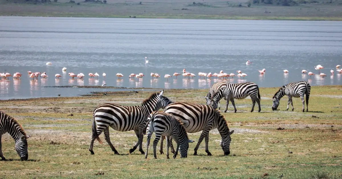 Gdzie obserwować flamingi nad jeziorem Bogoria w Kenii?