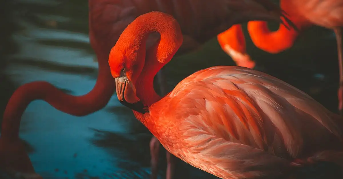 Gdzie obserwować flamingi nad jeziorem Bogoria w Kenii?