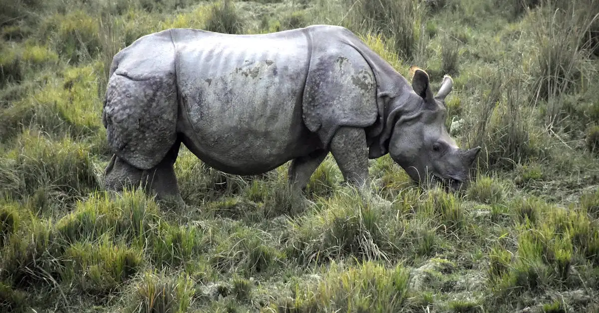 Gdzie znajduje się park narodowy Kaziranga w Indiach?