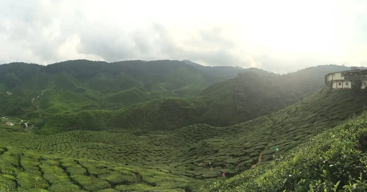 Co warto zobaczyć w zielonych wzgórzach Cameron Highlands?