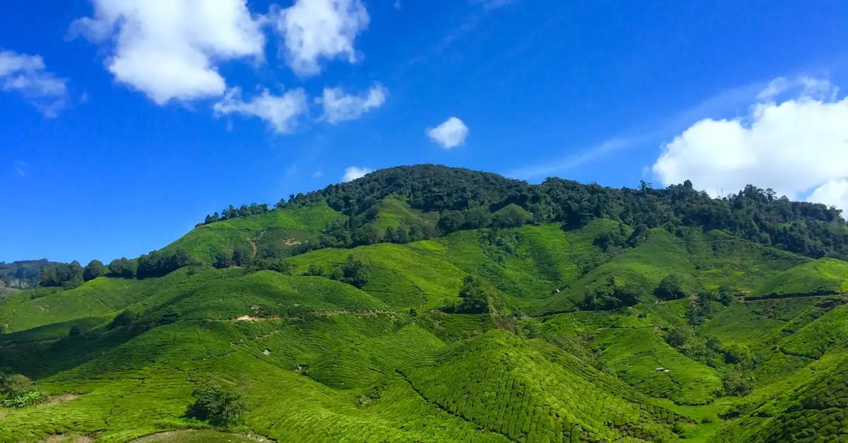 Co warto zobaczyć w zielonych wzgórzach Cameron Highlands?