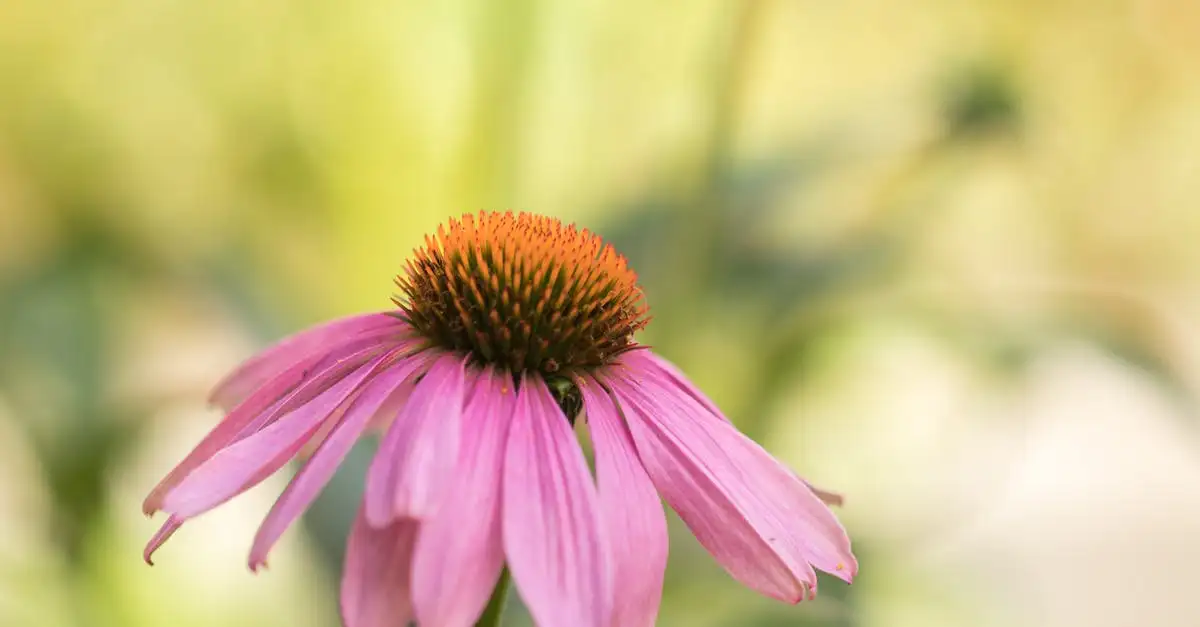 Jak echinacea wspomaga powrót do zdrowia po grypie?