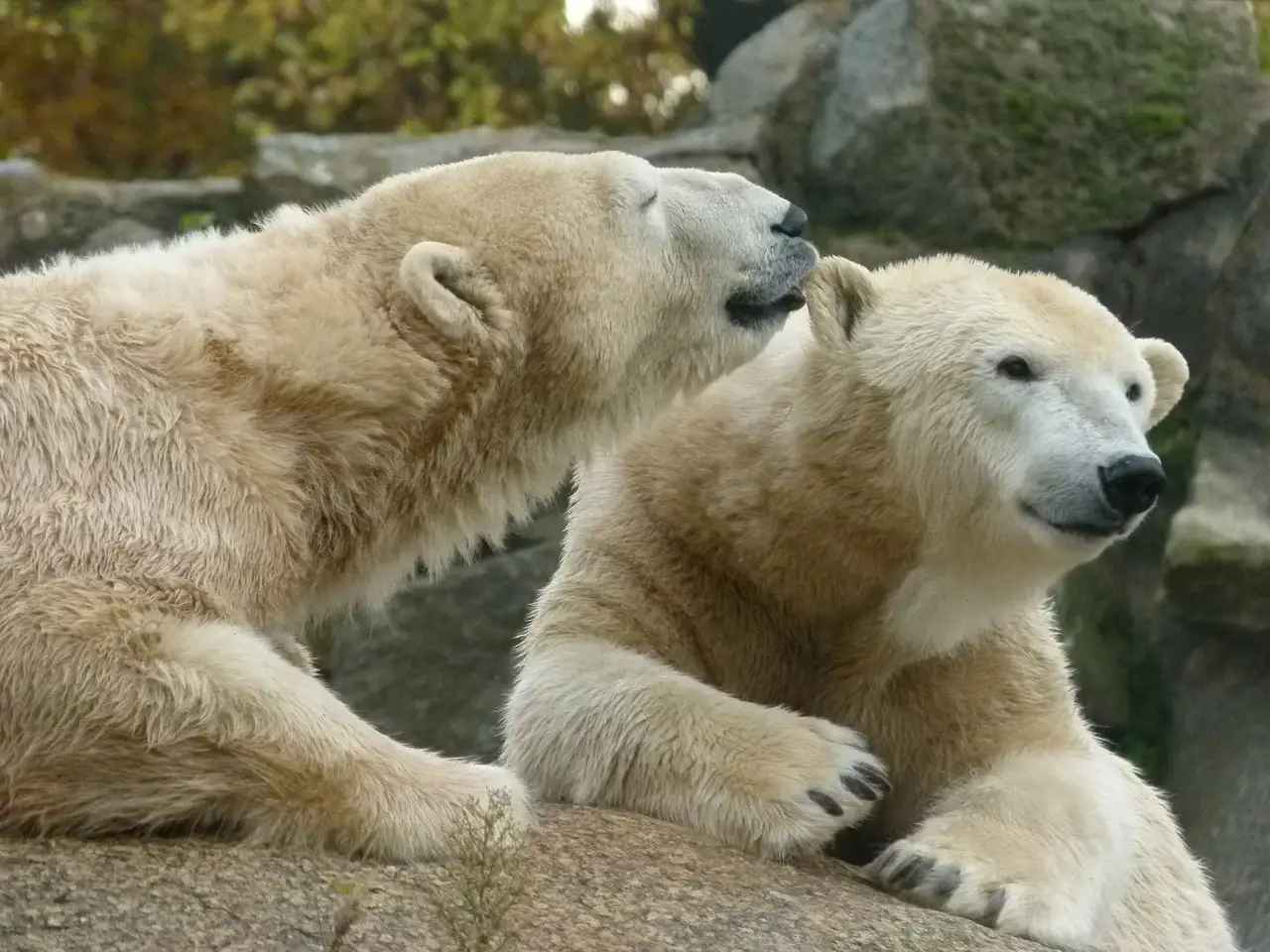 Jak niedźwiedzie polarne przetrwają zimno? Odkryj tajemnicę!