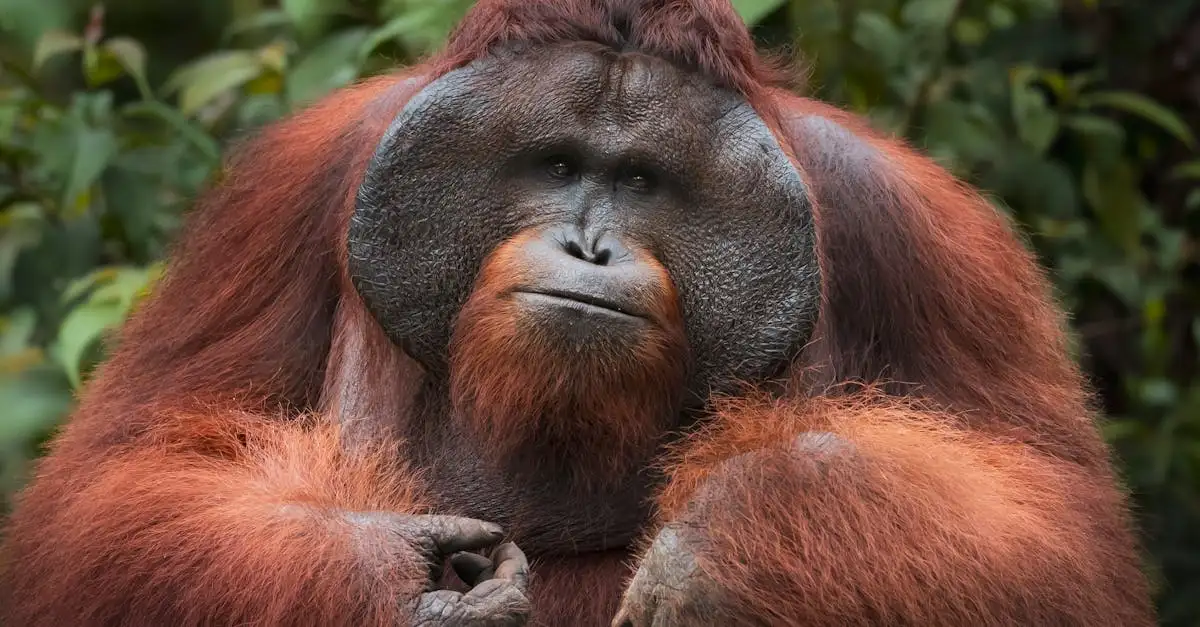 Jak orangutany porozumiewają się w dżungli?