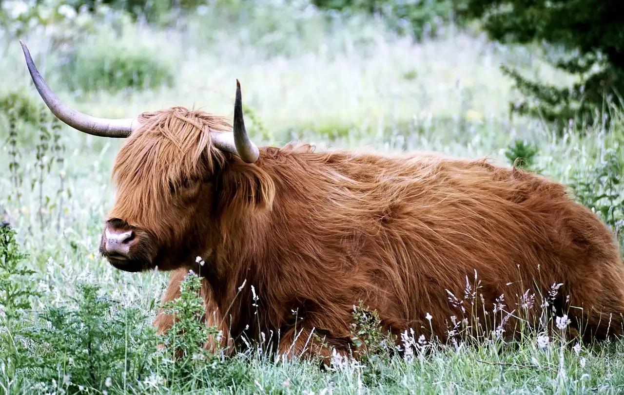 Jakie są najpiękniejsze odkrycia w Szkockich Highlands?