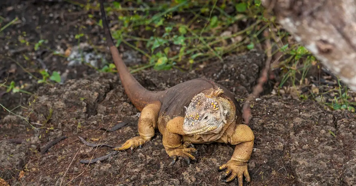 Co czyni Wyspy Galapagos wyjątkowymi w Ekwadorze?