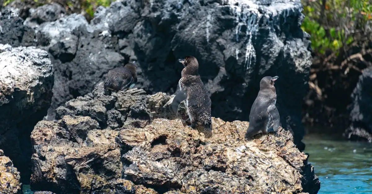 Co czyni Wyspy Galapagos wyjątkowymi w Ekwadorze?
