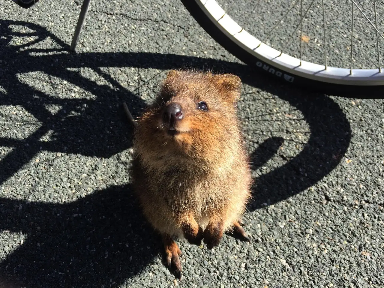 Dlaczego quokki są symbolem wyspy Rottnest?