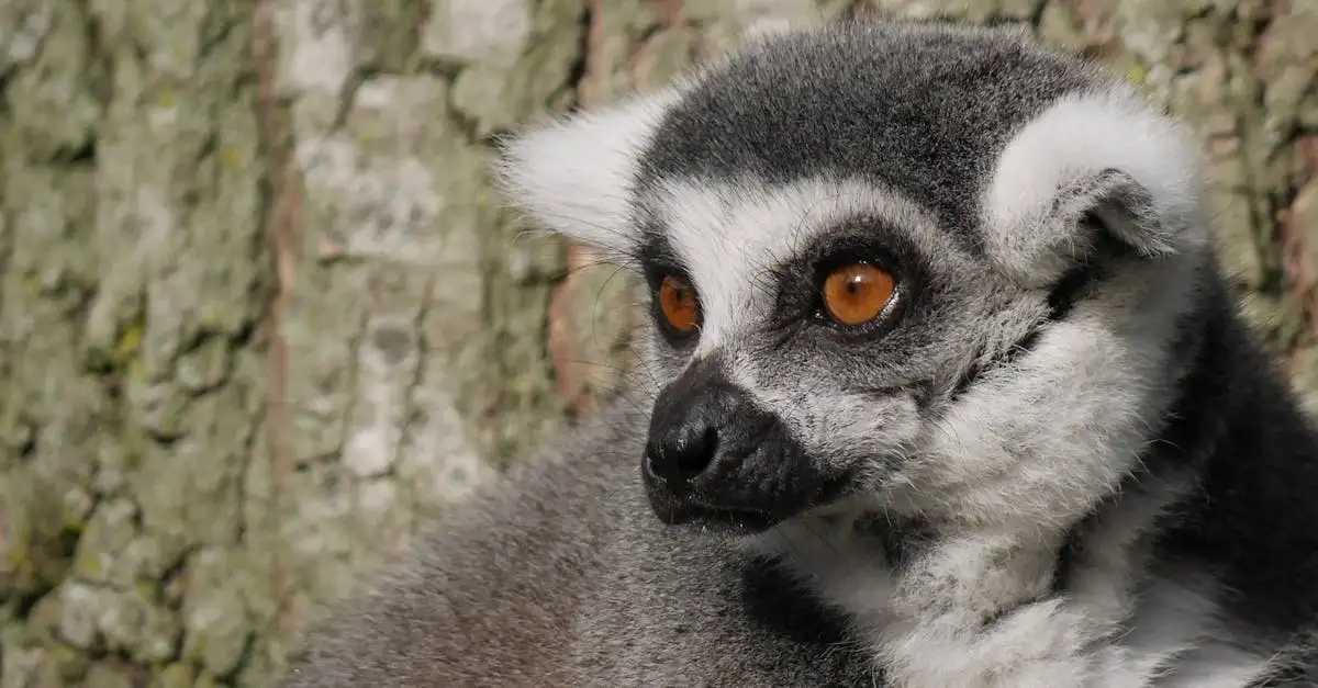 Gdzie zwiedzać na Nosy Be w Madagaskarze?