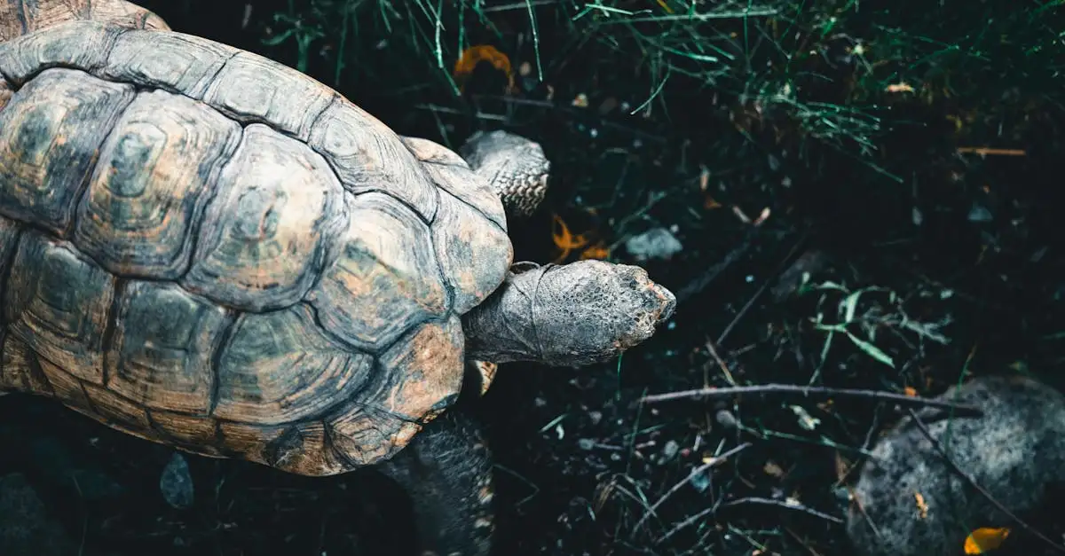 Jak żółw galapagowski zmienia skorupę w swoim środowisku?
