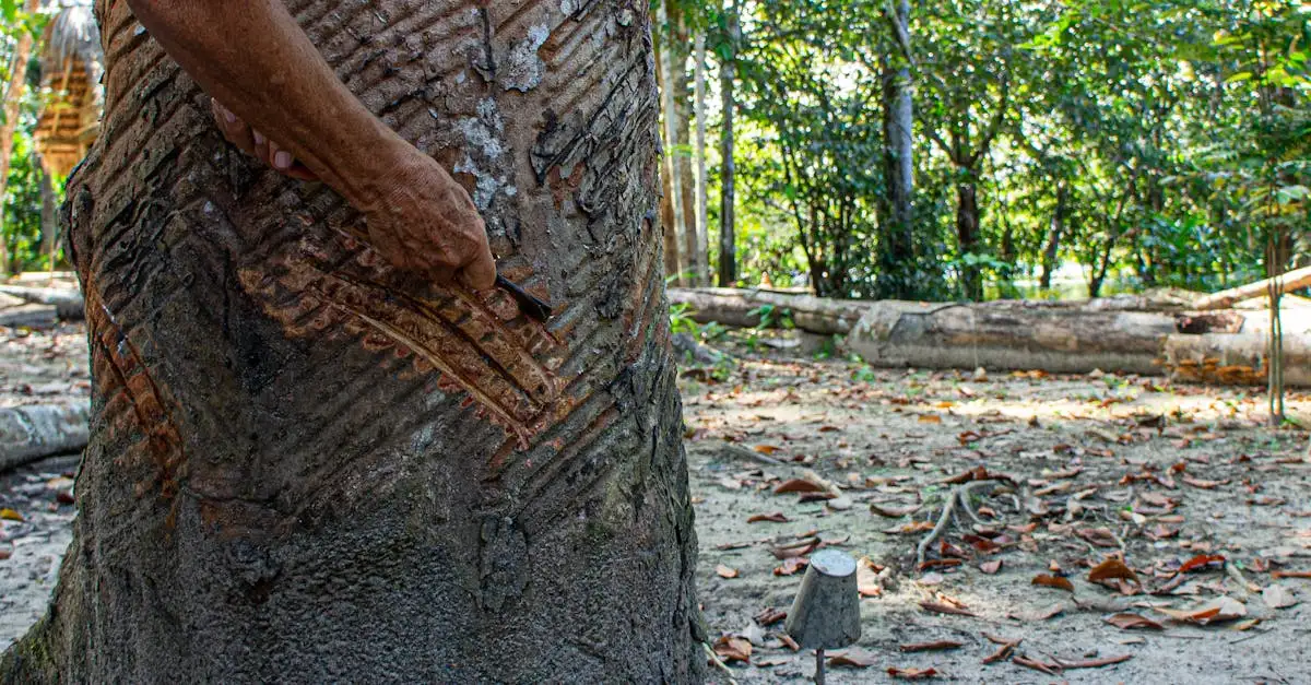 Jaką rolę odegrała Amazonia w handlu gumą?