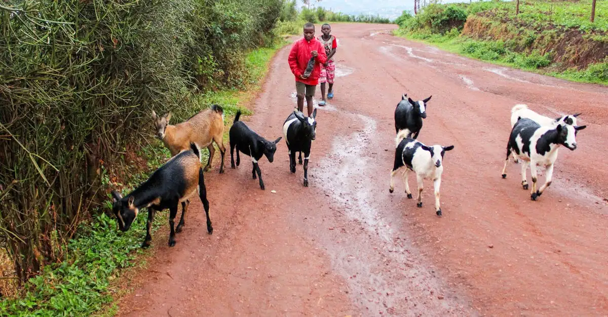 Jakie atrakcje warto zobaczyć w Kigali, Rwanda?
