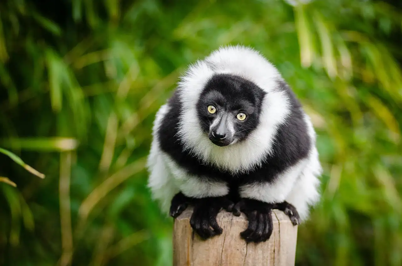 Jakie są trzy najważniejsze atrakcje turystyczne Madagaskaru?