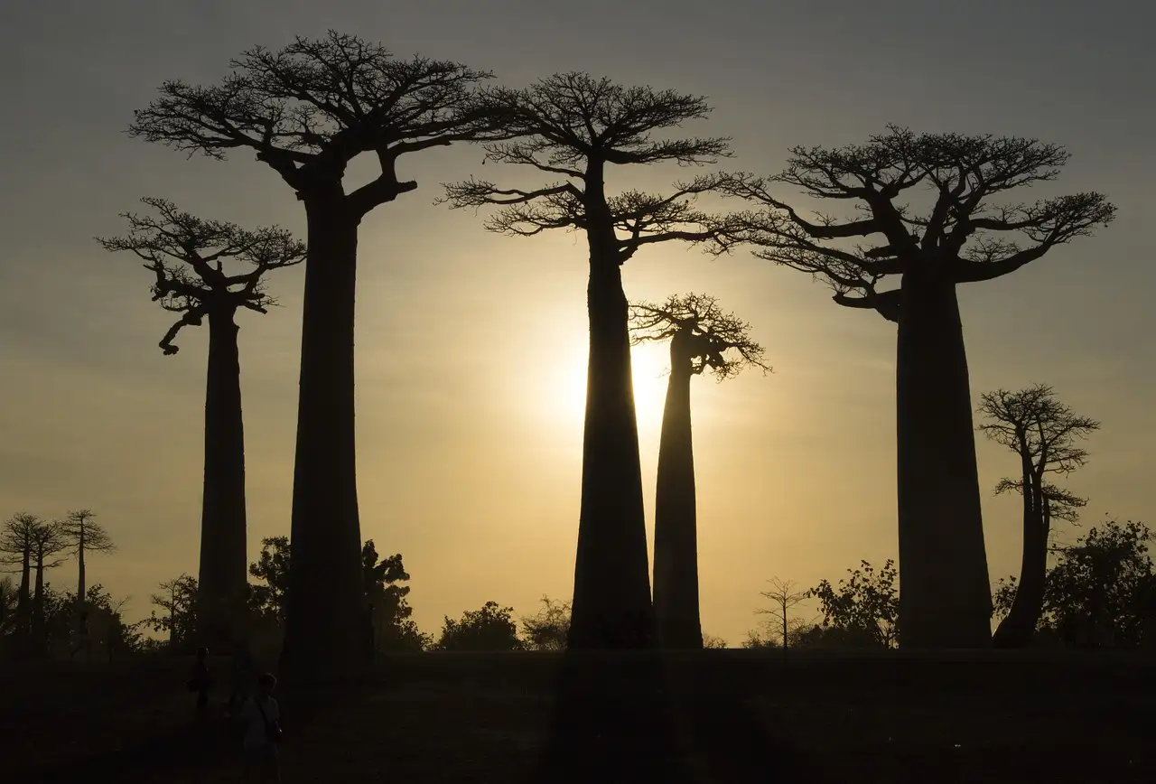 Jakie są trzy najważniejsze atrakcje turystyczne Madagaskaru?