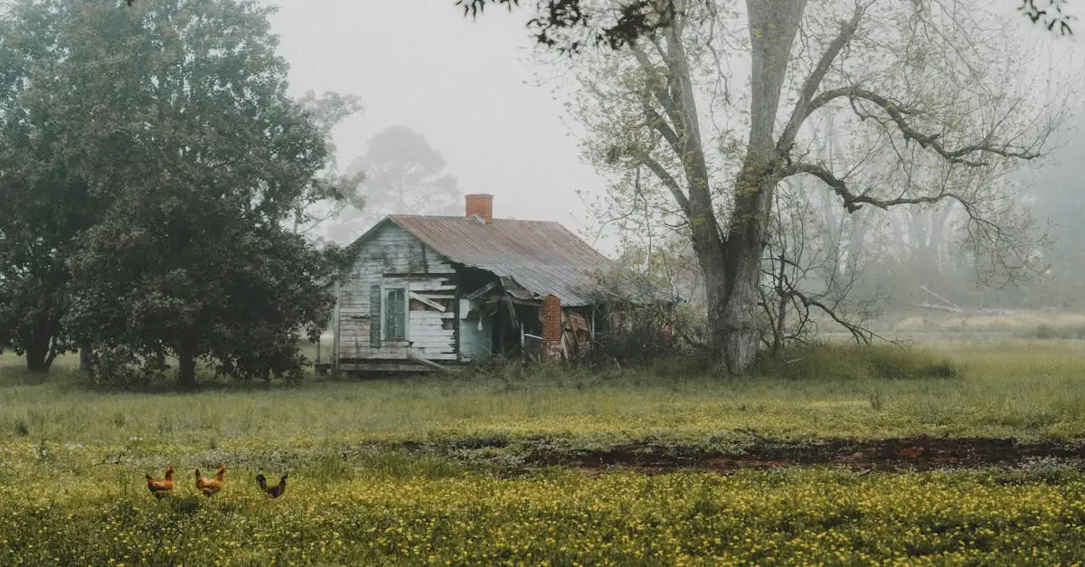 Dlaczego kury są tak popularne w hodowli domowej?