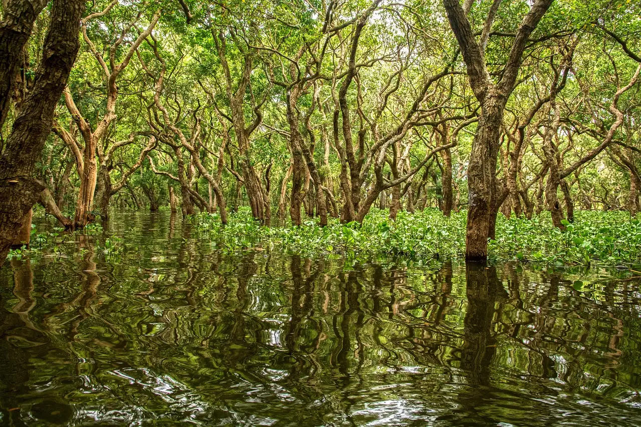 Gdzie kajakować w mangrowcach na Isla de Ometepe?