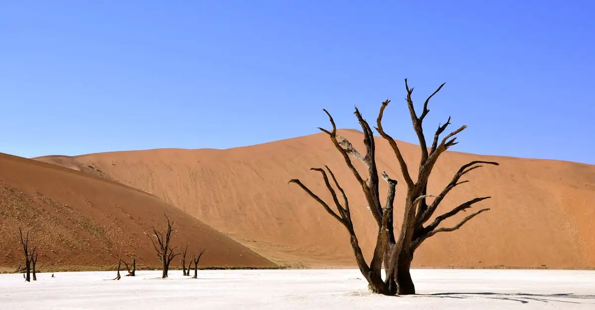 Gdzie znajdują się wydmy pustyni Namib?
