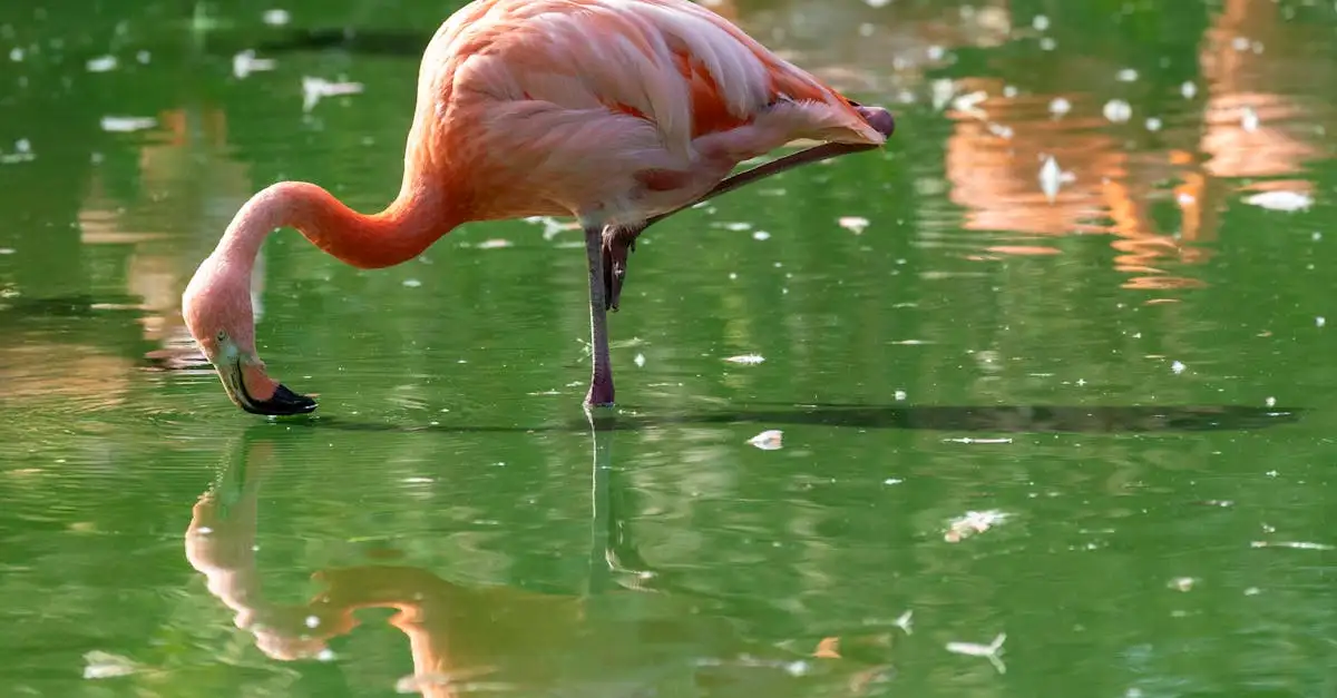 Jakie ptaki tworzą duże kolonie jak flamingi?