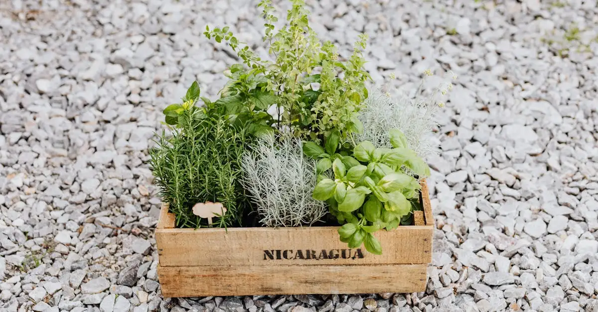 Jakie są trzy najlepsze specjały kuchni nikaraguańskiej?