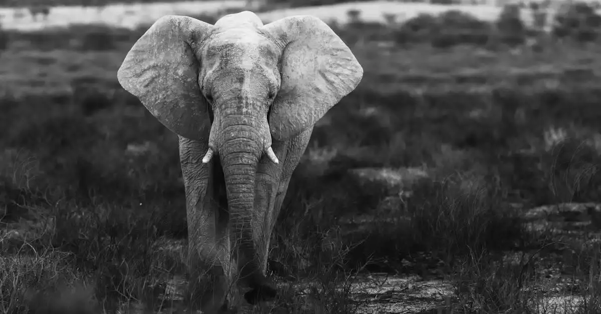 Co sprawia, że Park Narodowy Etosha w Namibii jest wyjątkowy?