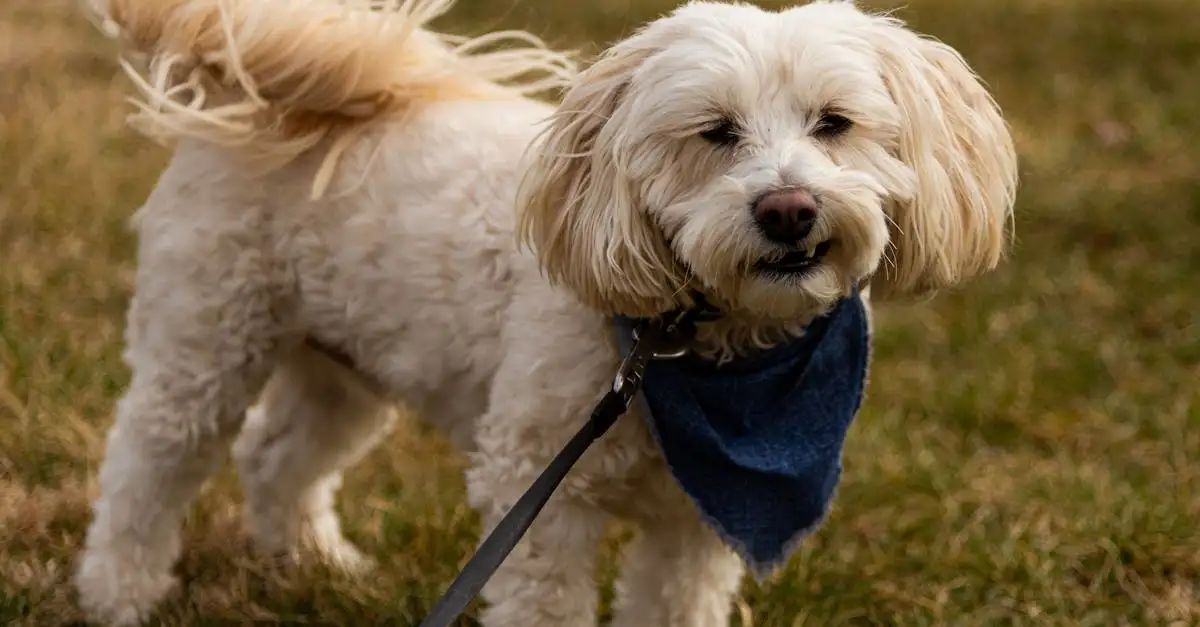 Ile lat żyje shih tzu? Poznaj fakty o tej rasie!