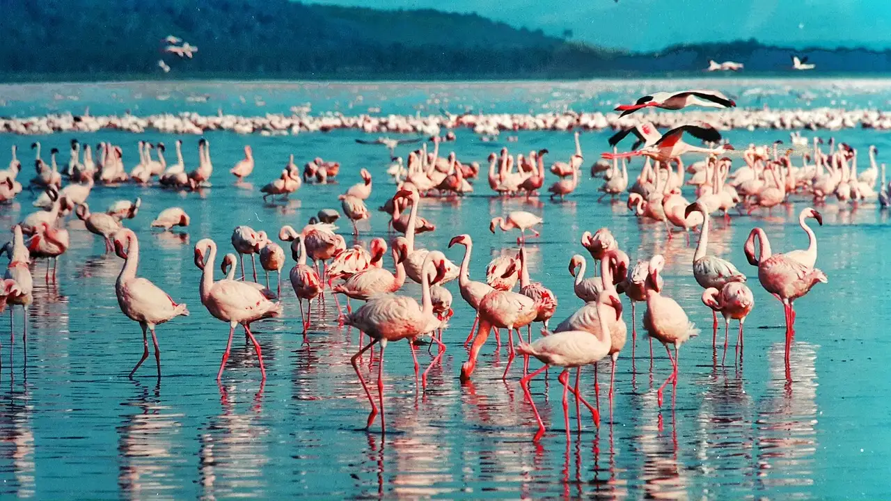 Który region obejmuje Park Narodowy Jeziora Nakuru?