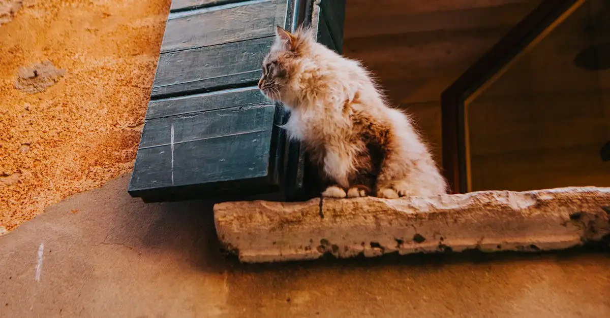 Jakie było znaczenie bogini Bastet dla kotów w Egipcie?