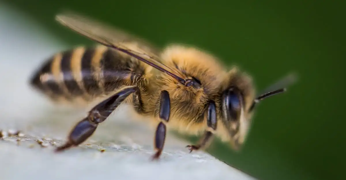 Propolis - jakie ma korzyści i zastosowania?