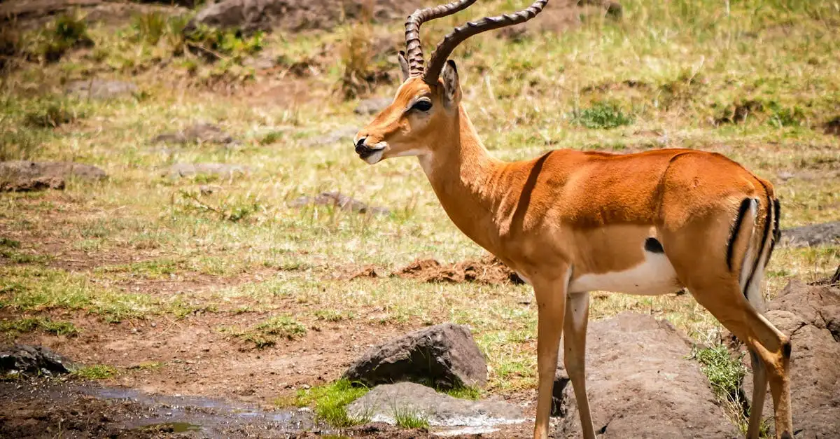 Jaki jest największy park narodowy w Afryce? Odkryj!
